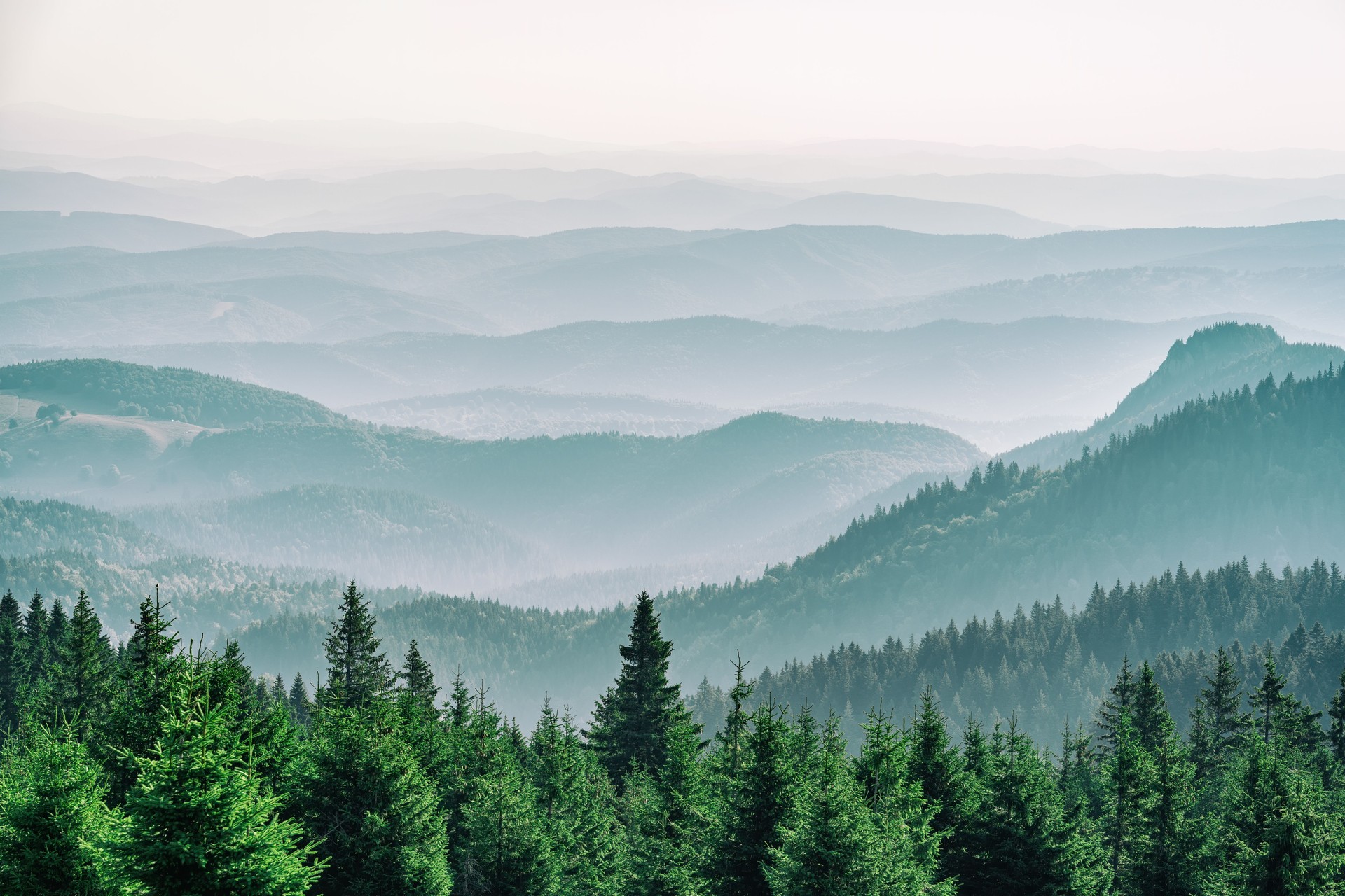 Mountain covered with a coniferous fir tree forest. Scenic landscape from Carpathian Mountains.